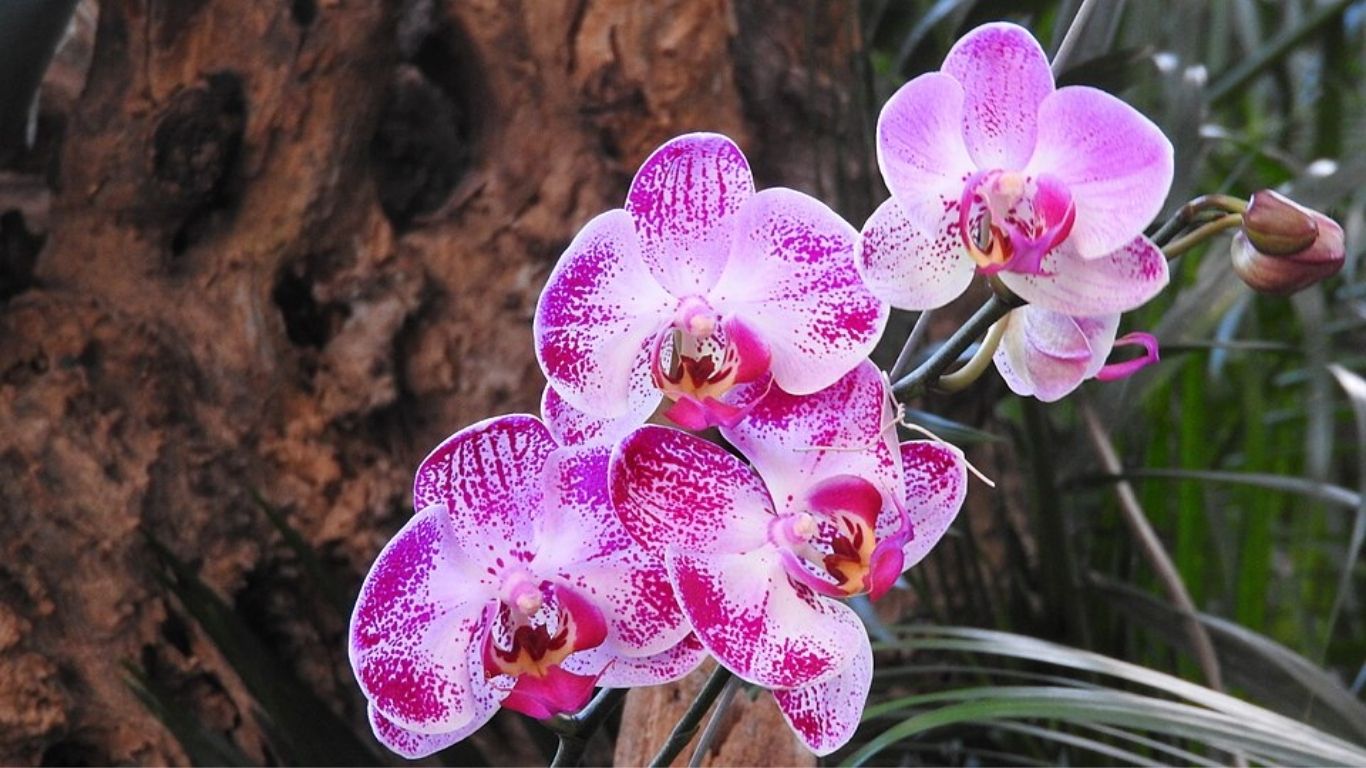 Orquídeas: Elegância e cor na medida certa, perfeitas para dar um charme sofisticado ao espaço (Foto: ALONSOZAR/ Wikimedia Commons)