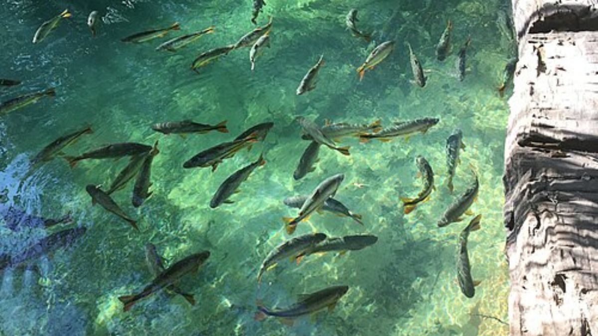 O Rio Formoso, em Bonito, corre sobre uma região marcada por rochas que ajudam cientistas a investigar ambientes antigos do planeta (Foto: Pexels)