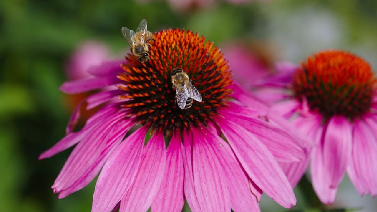 Uma das estratégias mais promissoras é o uso de plantações florais faixas de flores nativas dentro ou ao redor das lavouras para atrair polinizadores e aumentar a produtividade - (Jean Paul Wettstein/Pexels)