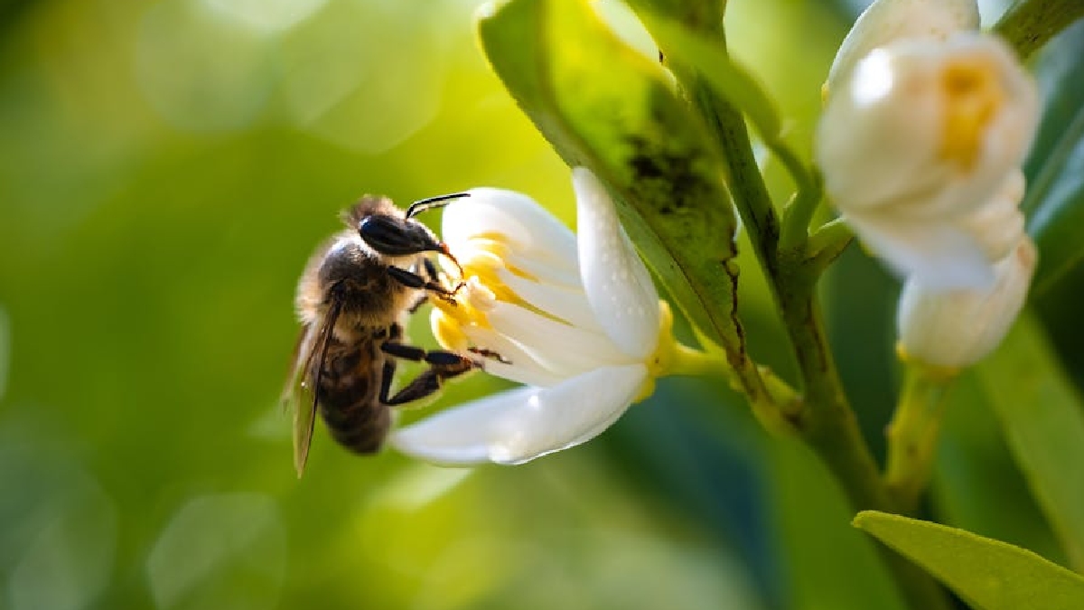 Frente ao esgotamento de recursos naturais e à dependência de insumos químicos, a agricultura moderna busca soluções baseadas na própria natureza - (Fausto Ferreira/Pexels)