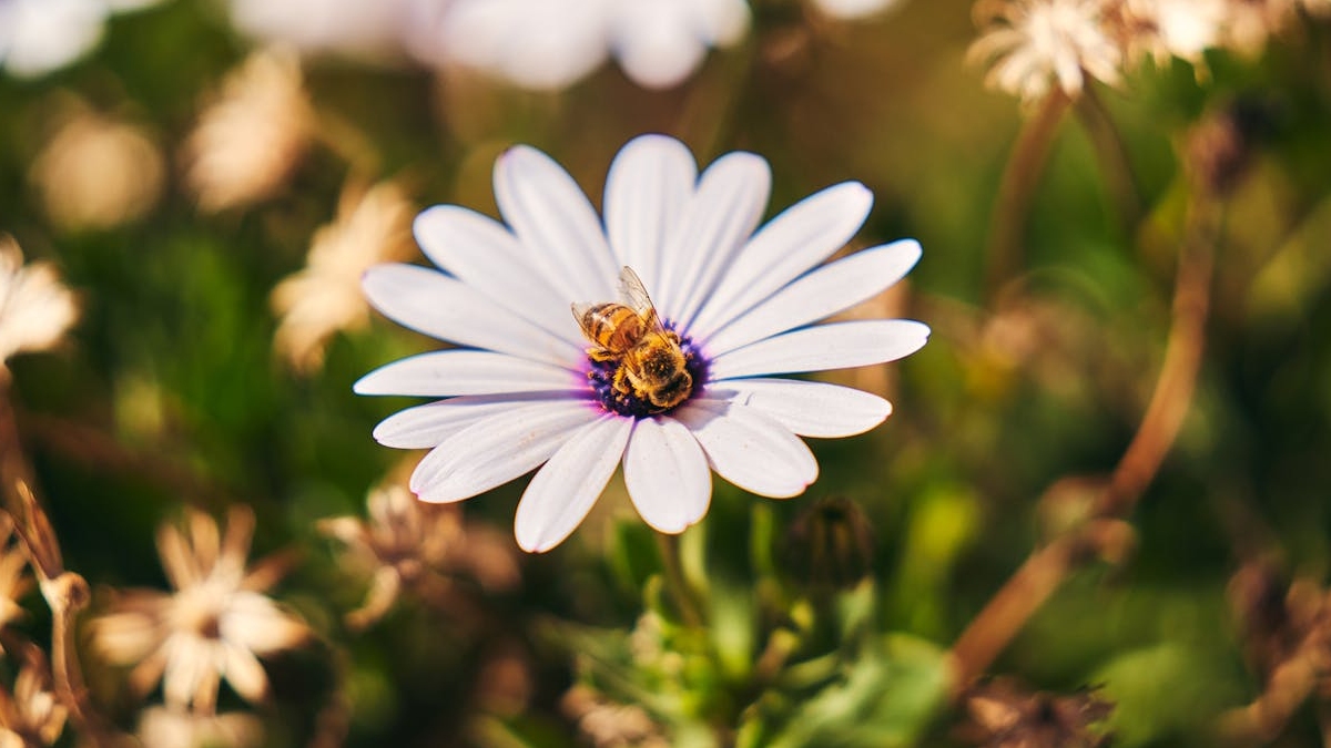 Pesquisadores destacaram a necessidade de diferenciar as abelhas silvestres da Apis mellifera (abelha-europeia), que, por ser frequentemente manejada em colmeias comerciais, pode mascarar os efeitos naturais dos canteiros florais - (Willians Huerta/Pexels)