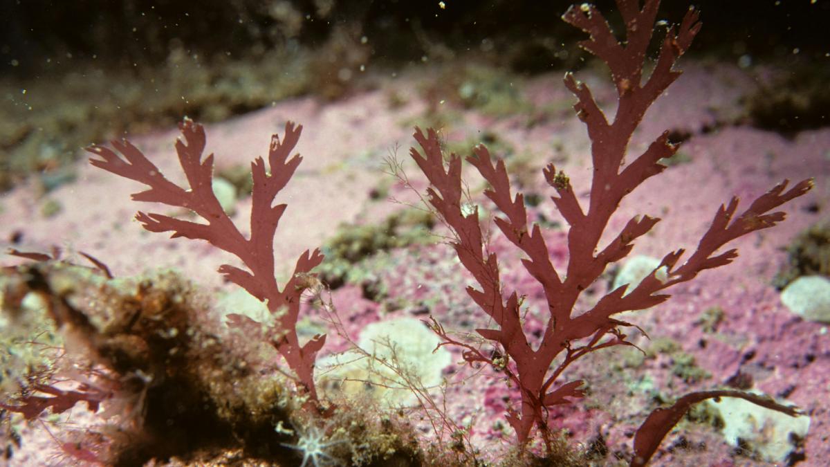 Ele é extraído de algas marinhas vermelhas e utilizado há séculos na culinária asiática (Foto: Pexels)