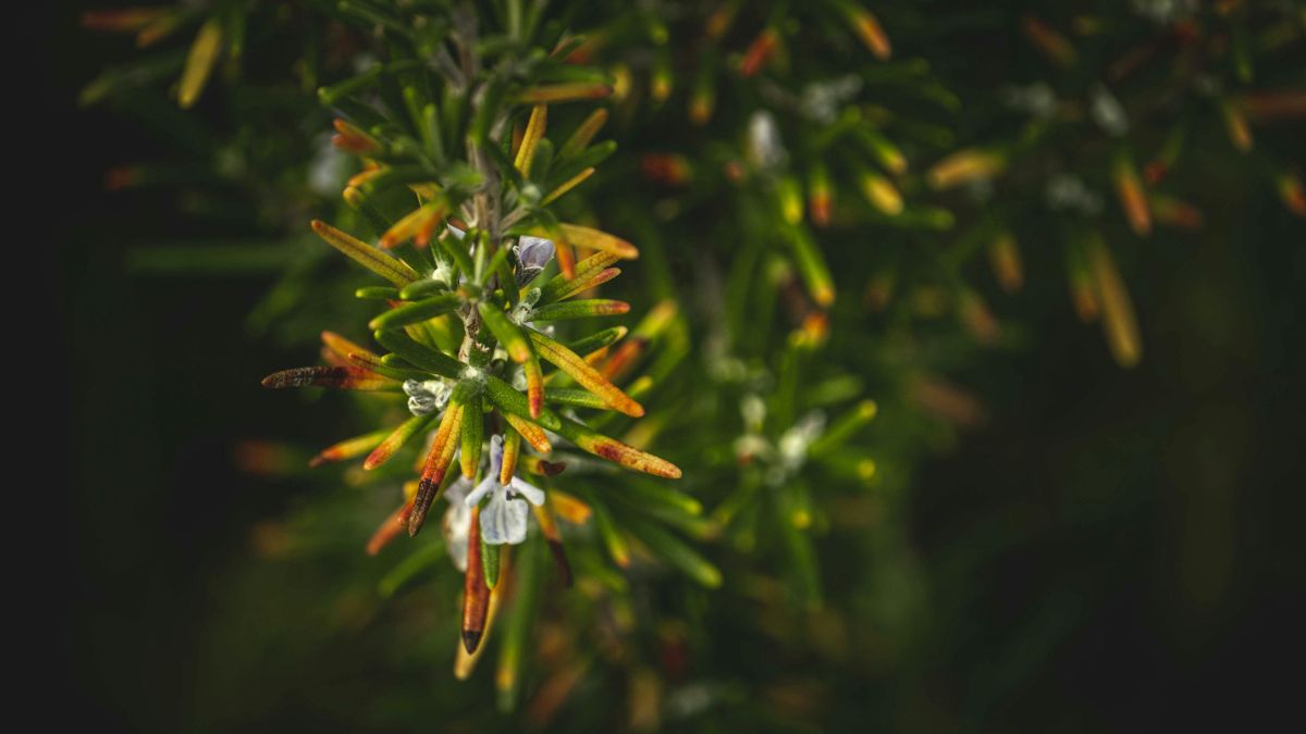 O alecrim seco costuma durar mais em sachês e potes decorativos quando fica longe da umidade (Foto: Francesco Ungaro / Pexels)