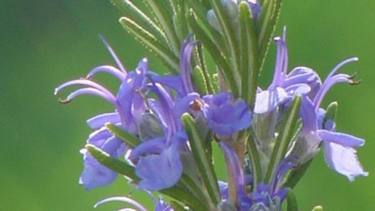 O alecrim também produz pequenas flores, o que ajuda a explicar seu uso frequente em jardins e vasos ornamentais (Foto: Dionysia / Wikimedia Commons)