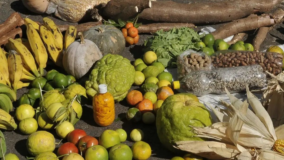 A diversidade da produção no campo é protegida por medidas que visam garantir a segurança alimentar de milhares de famílias brasileiras. Antonio Cruz/Agência Brasil