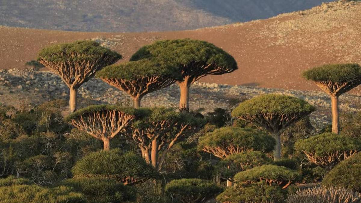 A ilha de Socotra é a maior ilha do arquipélago de Socotra, no Iêmen, localizada em entre o Canal de Guardafui e o Mar da Arábia. Foto:Pexels/Matteo Milan/Creative Commons