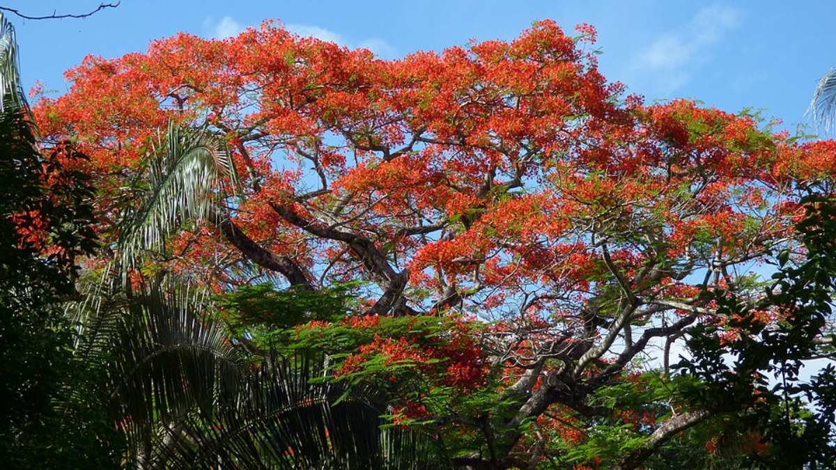 3. Flamboiã (Delonix regia) - (Foto: Alejandro Bayer Tamayo/Wikimedia Commons)