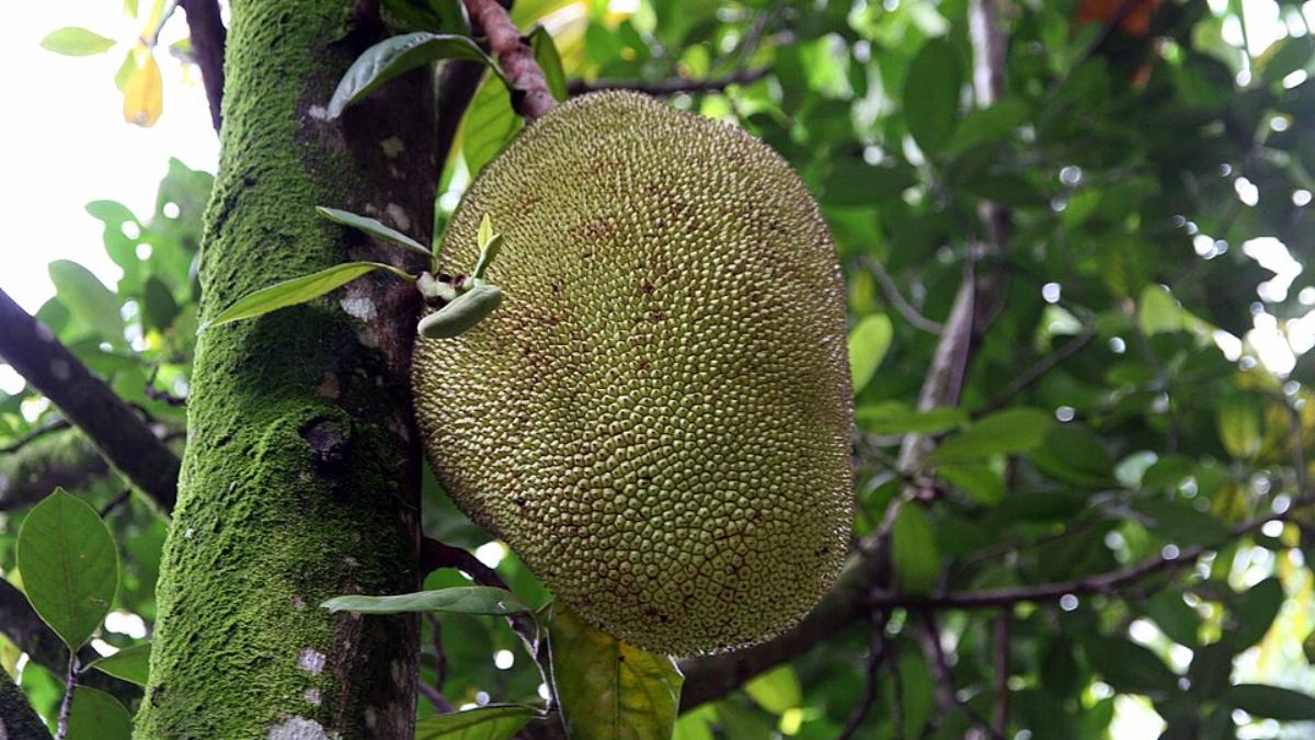 2. Jaqueira (Artocarpus heterophyllus) - (Foto: David J. Stang/Wikimedia Commons)