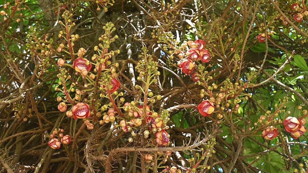 1. Abricó-de-macaco (Couroupita guianensis) - (Foto: Krzysztof Ziarnek, Kenraiz/Wikimedia Commons)