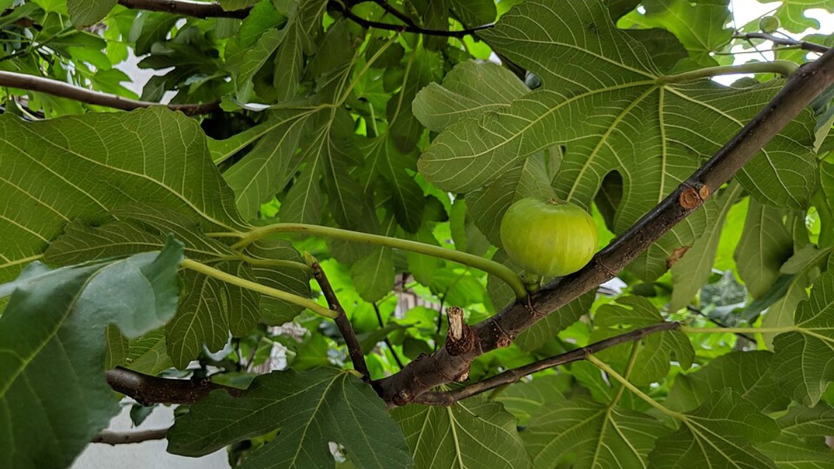 5. Figueira (Ficus carica) - (Foto: Sun Jiao Interaccoonale/Wikimedia Commons)