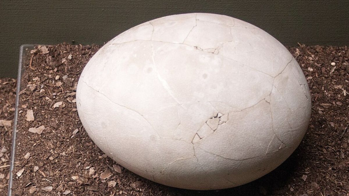 Ovo de moa preservado em museu mostra por que recriar uma ave gigante exige mais do que reconstruir DNA antigo (Foto: Szilas / Wikimedia Commons)