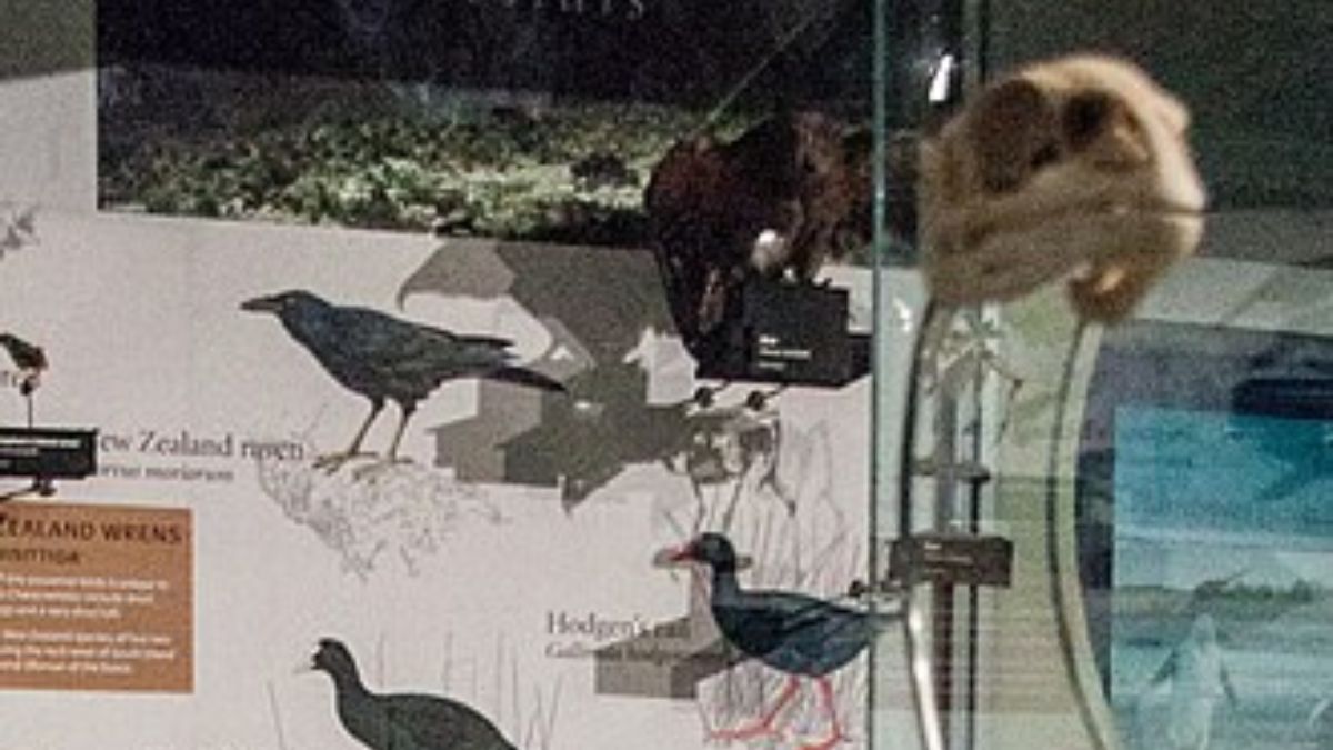 Esqueletos de moa ajudam a dimensionar o tamanho da ave gigante que desapareceu da Nova Zelândia há cerca de 600 anos (Foto: Wikimedia Commons)