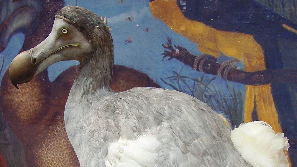O dodô também está entre as aves extintas que viraram alvo de projetos modernos de desextinção (Foto: Ballista / Wikimedia Commons)