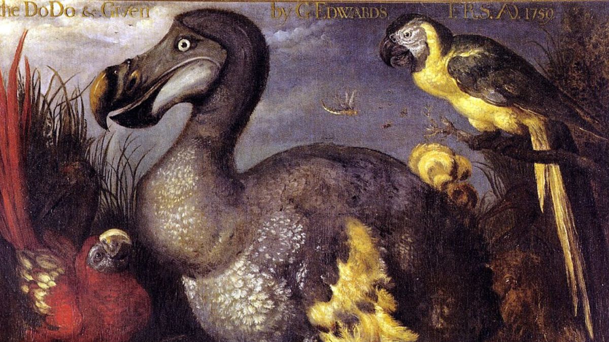 Representações antigas do dodô ajudaram a fixar a imagem da ave como símbolo mundial da extinção causada pelos humanos (Foto: Roelant Savery / Wikimedia Commons)