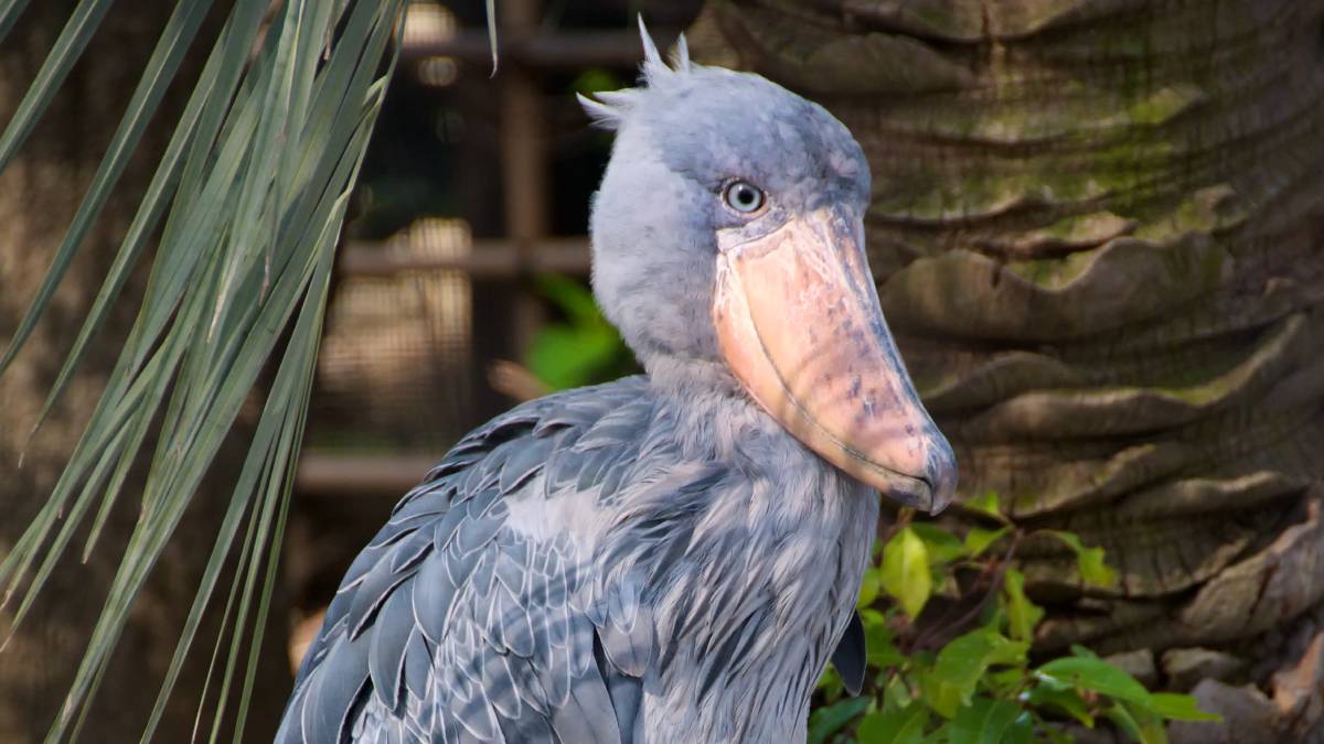 Esse é o Bico-de-sapato (Shoebill). Embora pareça um som mecânico de Call of Duty, o barulho é produzido pelo bater rápido de suas mandíbulas, uma técnica chamada de bill-clattering.