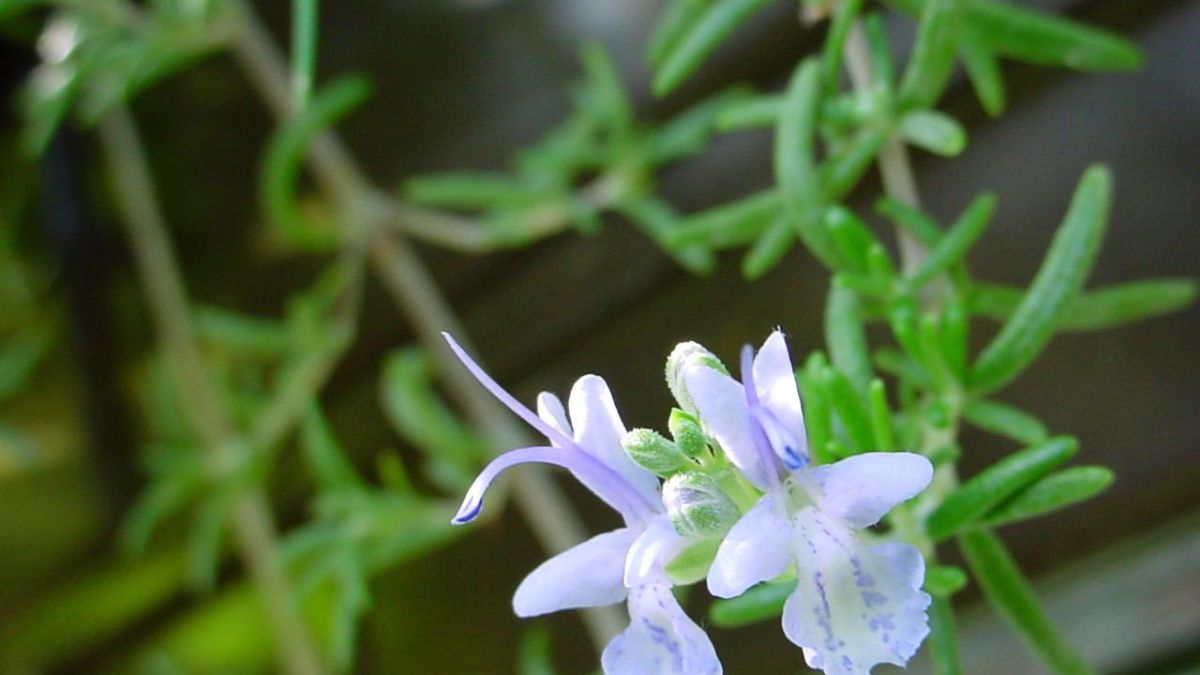 Misturas com limão e alecrim ajudam a criar um aroma herbal, mais discreto e menos adocicado (Foto: Pexels)