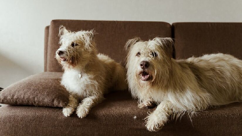 Morcegos e outros animais silvestres são hoje os principais transmissores da raiva humana no país. Foto: Banco de imagens