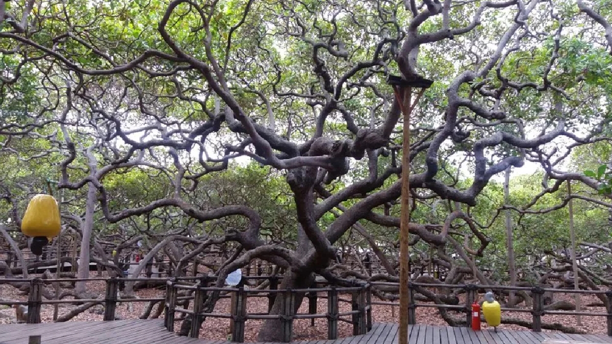 O local oferece trilhas guiadas a cada 30 minutos, um mirante com vista panorâmica e lojas de artesanato - (Divulgação/Idema-RN)