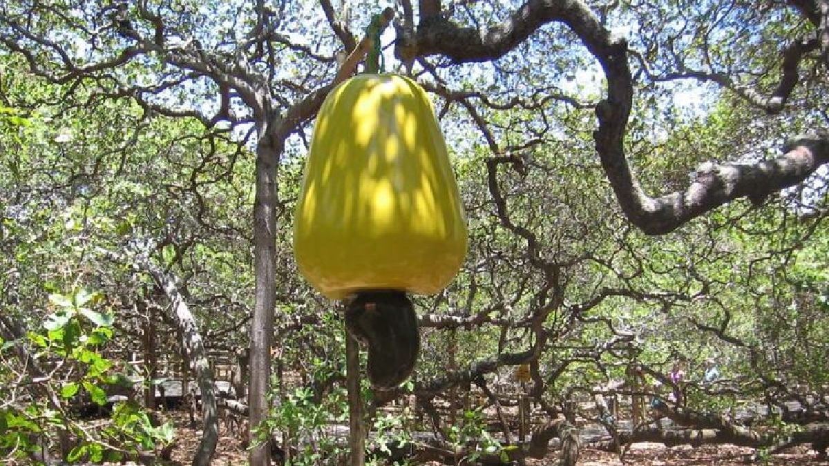 Enquanto em 1995 a árvore atingiu o recorde de 2,5 toneladas de caju (cerca de 70 mil frutos), em 2024 a colheita foi de aproximadamente 14 mil unidades - (Andrepimentasc/Wikimedia Commons)
