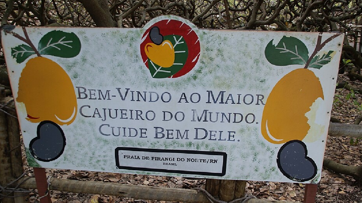 Localizado na Praia de Pirangi do Norte, em Parnamirim, a apenas 20 minutos de Natal, o Cajueiro de Pirangi é um dos destinos turísticos mais fascinantes do Brasil - (Ben Tavener/Wikimedia Commons)