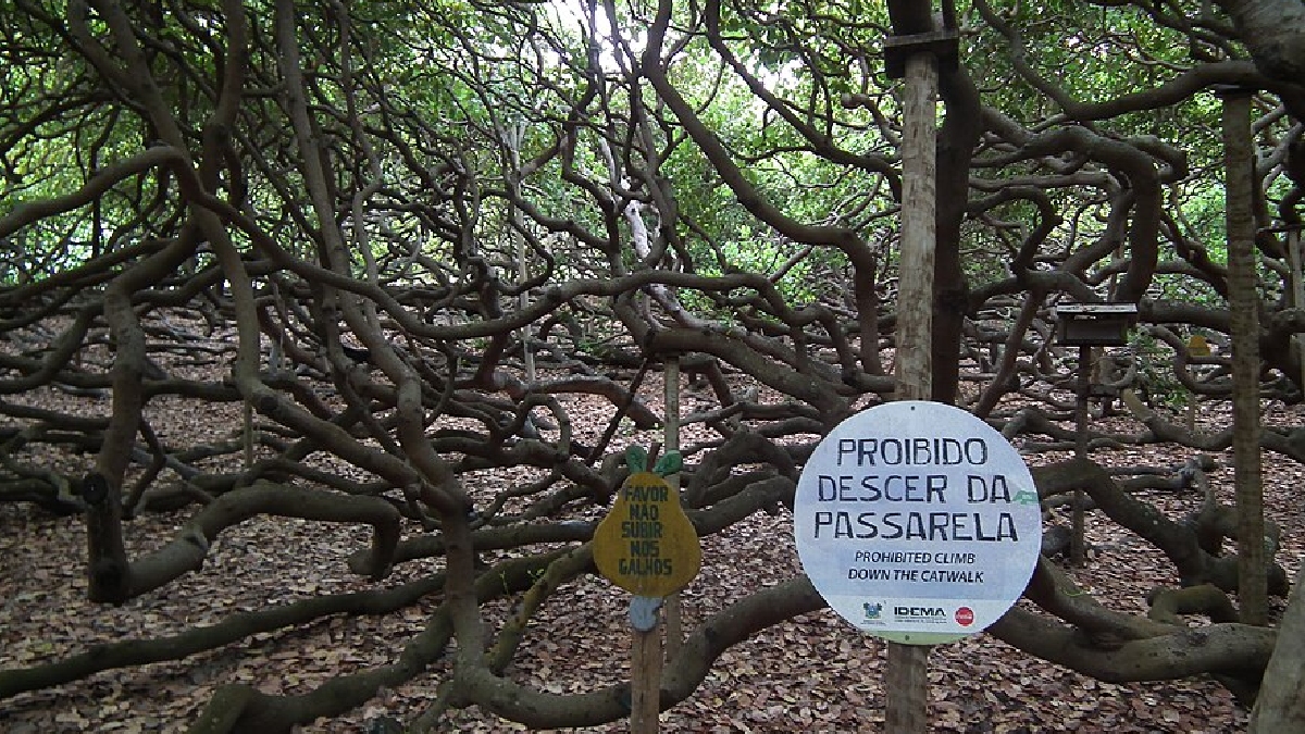 Ao tocarem o solo, esses galhos criam novas raízes e se transformam em troncos secundários, expandindo continuamente a copa da árvore, tornando assim ela o maior cajueiro do mundo - (Jorge Savignon Jorrin/Wikimedia Commons)