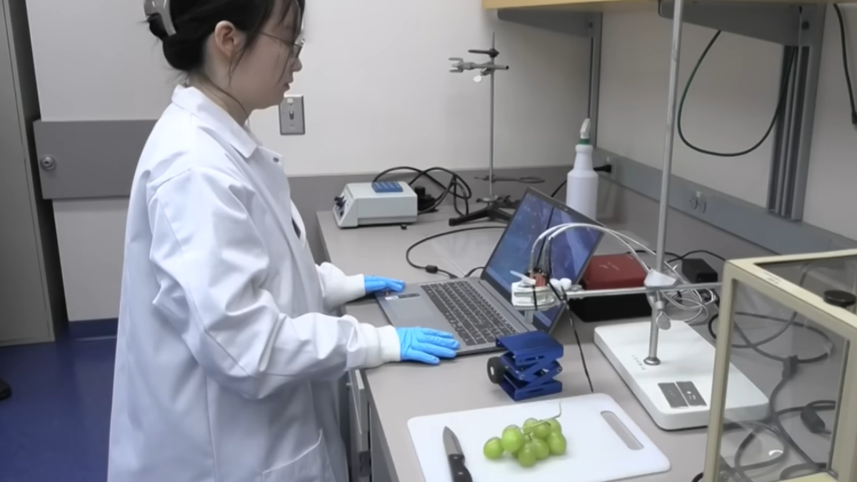 Nova técnica promete manter frutas frescas por mais dias sem perder qualidade (Reprodução: YouTube)
