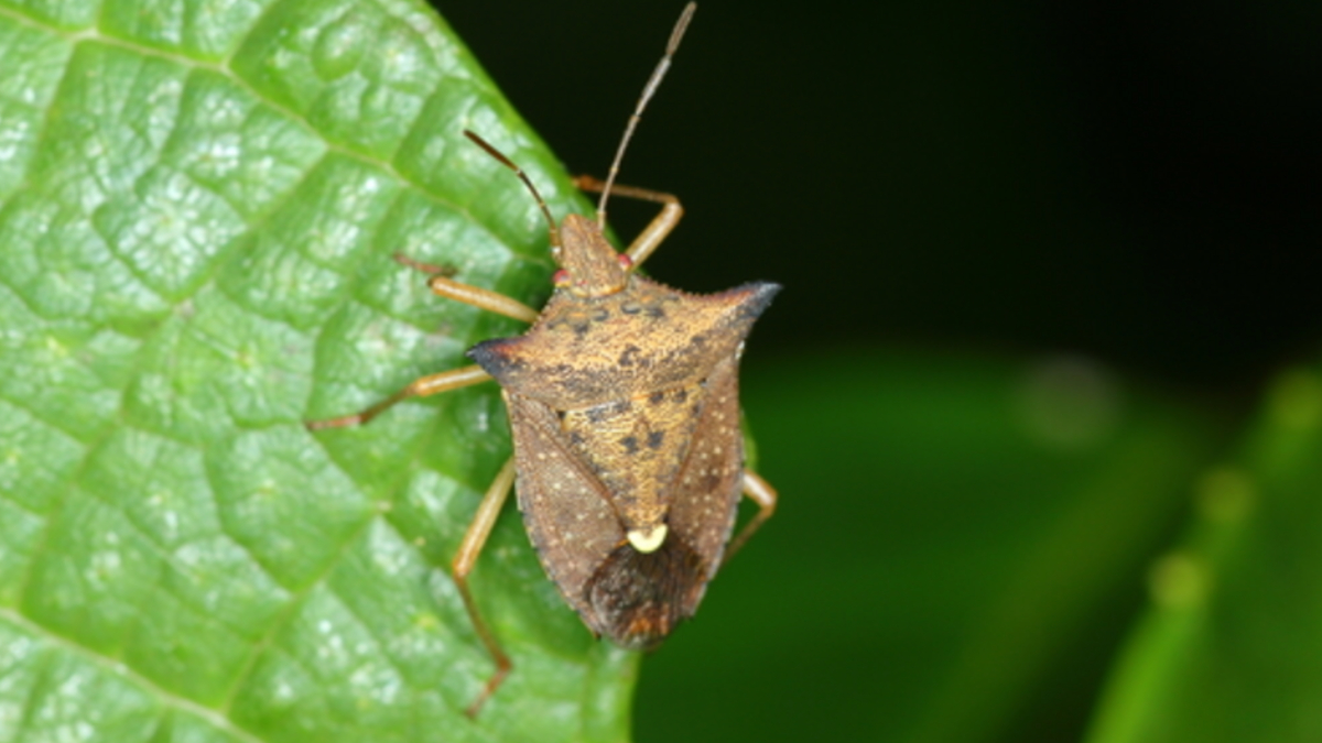 Percevejo-marrom é considerado hoje o principal inimigo das lavouras de soja no Brasil (Foto: Diogo Luiz/ Wikimedia Commons)