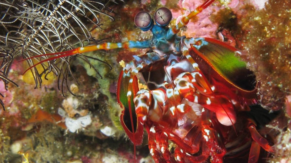 Habitante dos recifes (e do litoral brasileiro), ela é um exemplo de sobrevivência milenar. Mas atenção: nunca tente manuseá-la! Seu soco pode quebrar ossos e causar ferimentos graves. Fotos: Wikimedia Commons