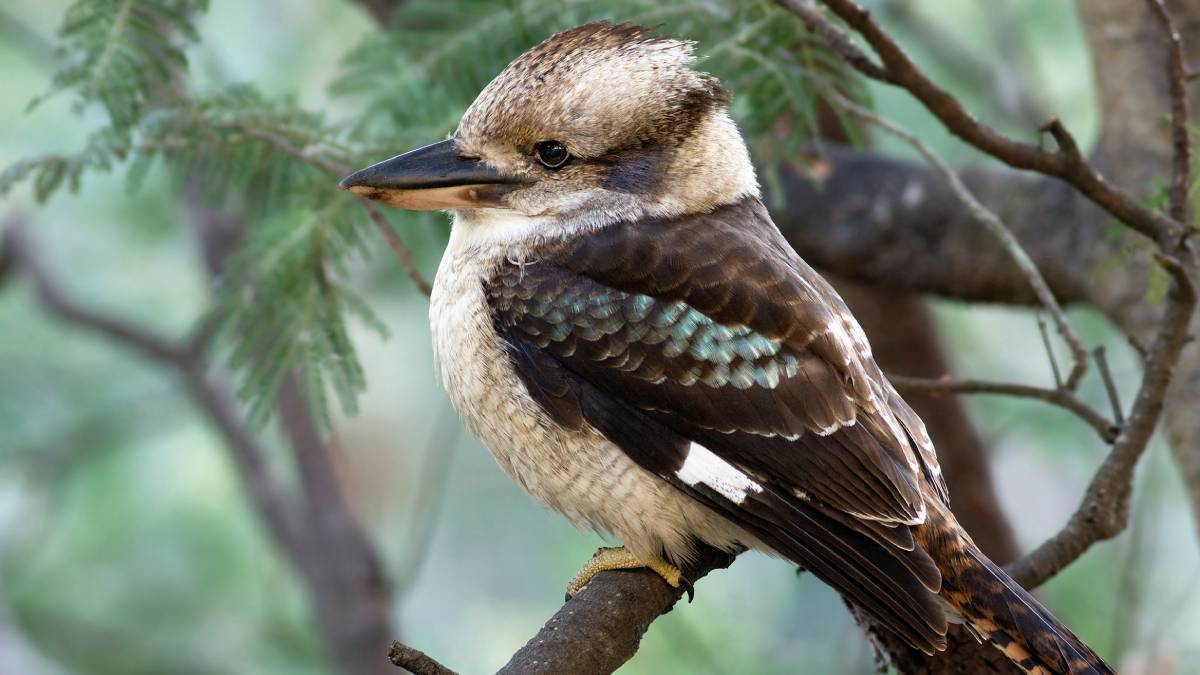 Já o seu parente, o Urutau-gigante, vai além: sua vocalização é tão grave que se assemelha a um rugido, assustando quem caminha pelas bordas das florestas à noite.