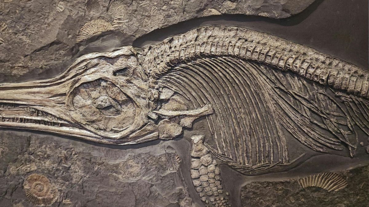 Bonito é conhecido pelo turismo de natureza, mas suas rochas também aproximam o público de uma história que começou muito antes dos animais complexos (Foto: Pexels)