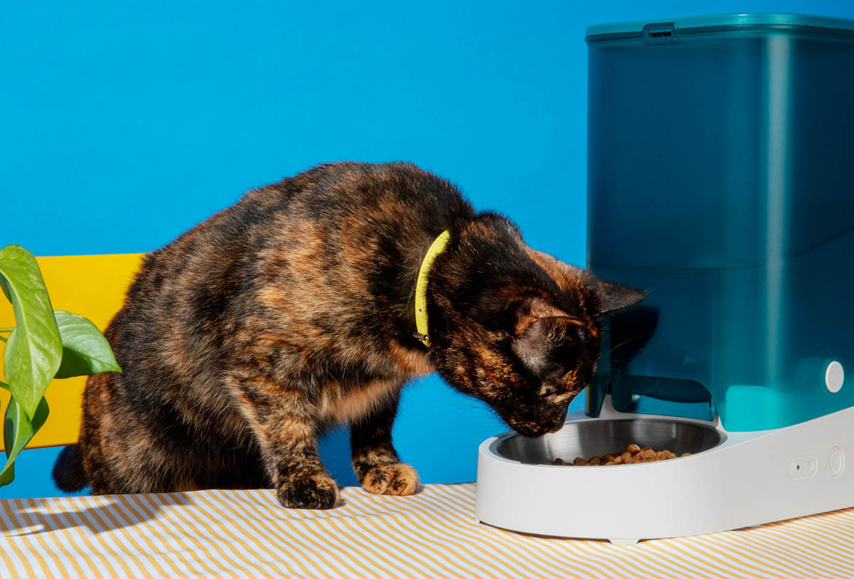 Saúde e prevenção: Sabia que filhotes, idosos e animais de pelo curto sofrem mais com o inverno? Manter o isolamento térmico ajuda a evitar casos de hipotermia e desconforto. Fotos: banco de imagens