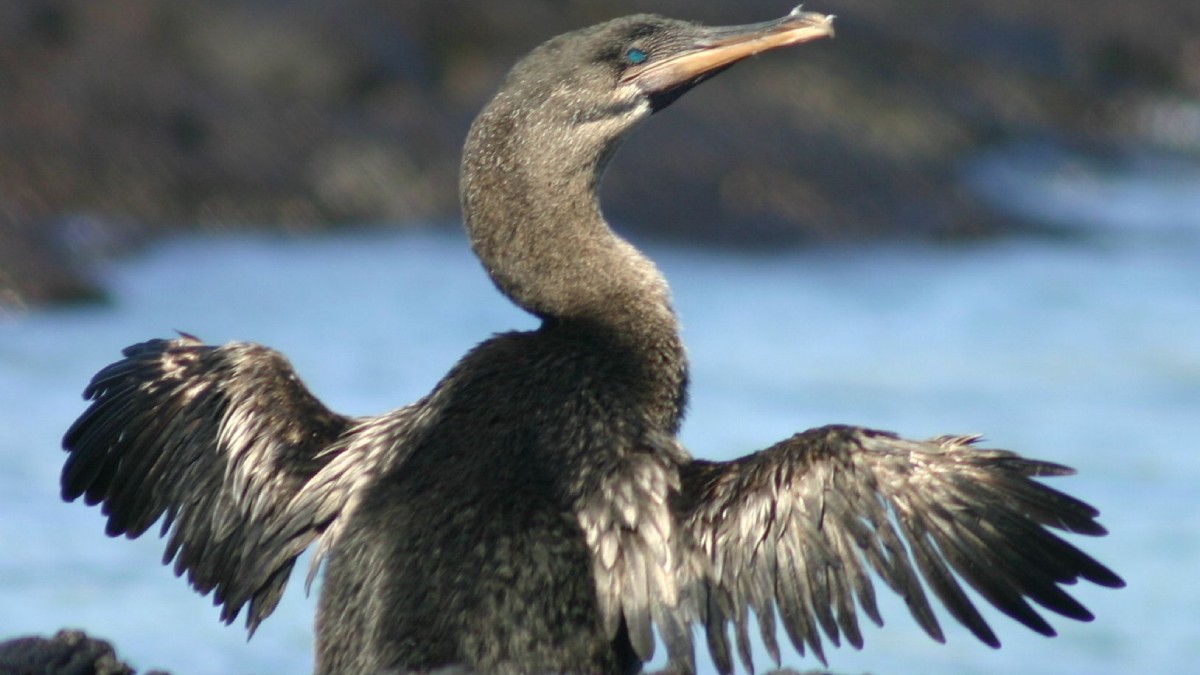 O cormorão-das-galápagos desafia a biologia por ser a única espécie de cormorão no mundo que perdeu a capacidade de voar. Com asas reduzidas e músculos atrofiados, a ave evoluiu para se tornar uma nadadora excepcional nas ilhas Isabela e Fernandina. (Foto: Wikimedia Commons)