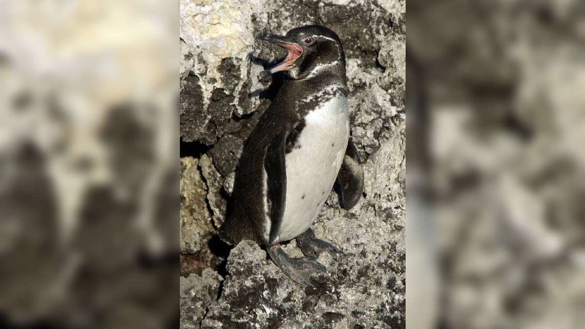 O pinguim-das-galápagos detém o título de única espécie a viver em estado selvagem no Hemisfério Norte. Para sobreviver ao forte sol tropical da região, esses animais adotam o comportamento de ofegar como cães para dissipar o calor do corpo. (Foto: Wikimedia Commons)
