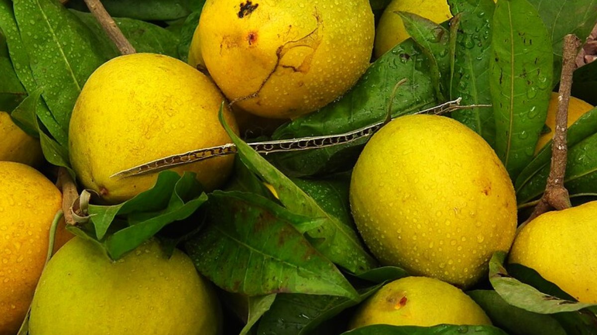Rica em vitamina A e carotenoides, a fruta é uma excelente fonte de energia natural para a dieta. Foto: Wikimedia Commons