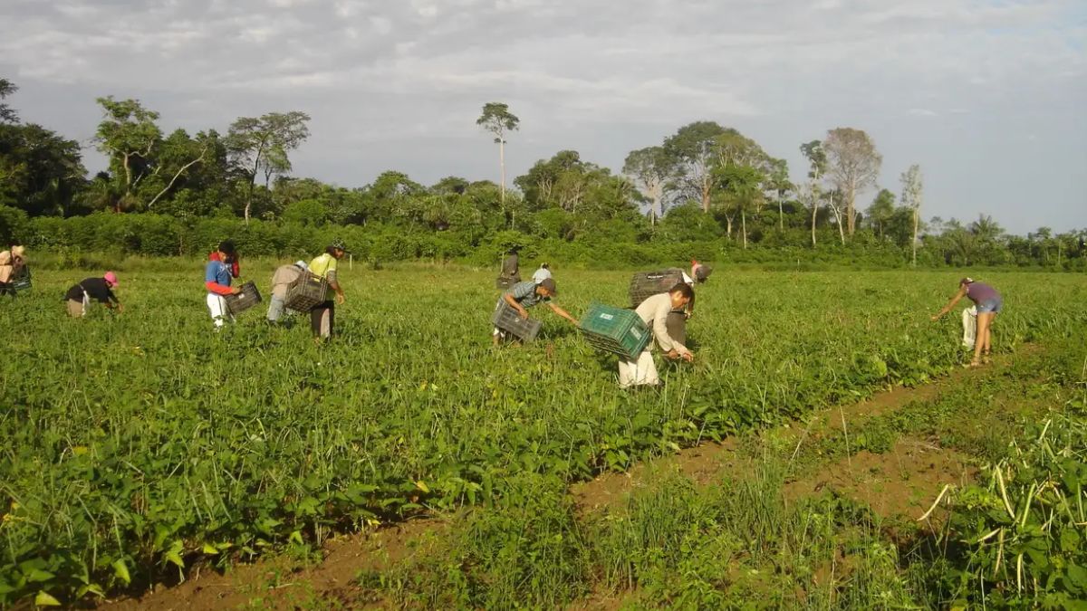 O acesso facilitado a insumos e tecnologias depende da regularização de dívidas antigas da agricultura familiar. Emanuel Cavalcante/Divulgação Embrapa Amapá