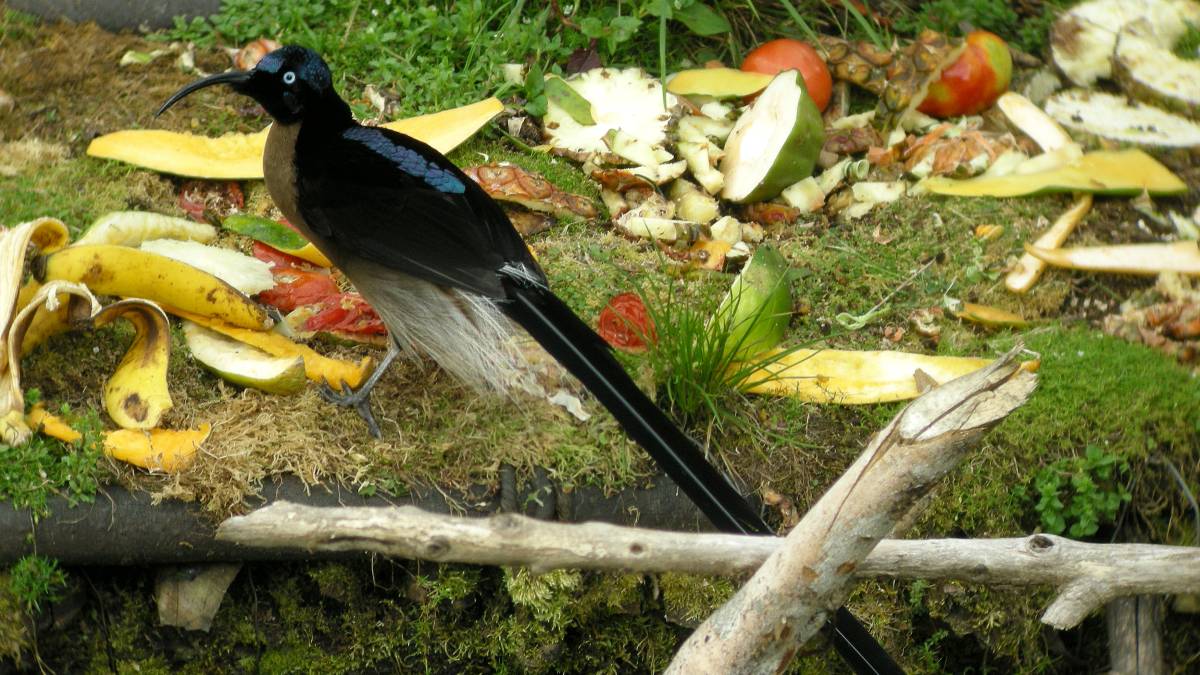 Na Oceania, o Foice-marrom também entra nessa categoria. Sua vocalização soa exatamente como rajadas de tiros, o que pode fazer qualquer trilheiro desavisado se atirar no chão por reflexo.