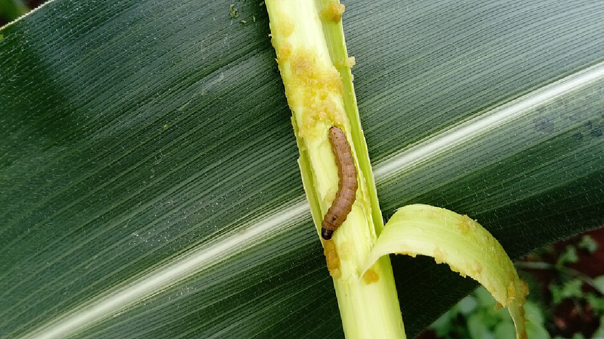 As Lagartas-do-cartucho desafiam produtores e elevam custos da agricultura nacional 