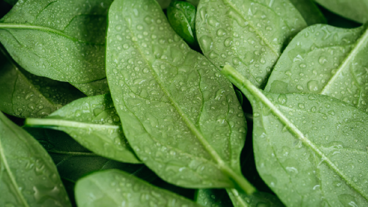 Rica em nutrientes, a rúcula é uma das hortaliças mais práticas para plantar em casa (Foto: Freepik)