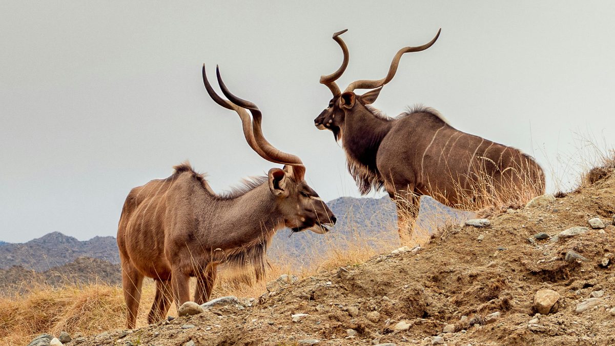 Essa padronagem funciona como uma camuflagem eficiente: quando o kudu se sente ameaçado, ele permanece imóvel, tornando-se quase invisível em meio à vegetação.