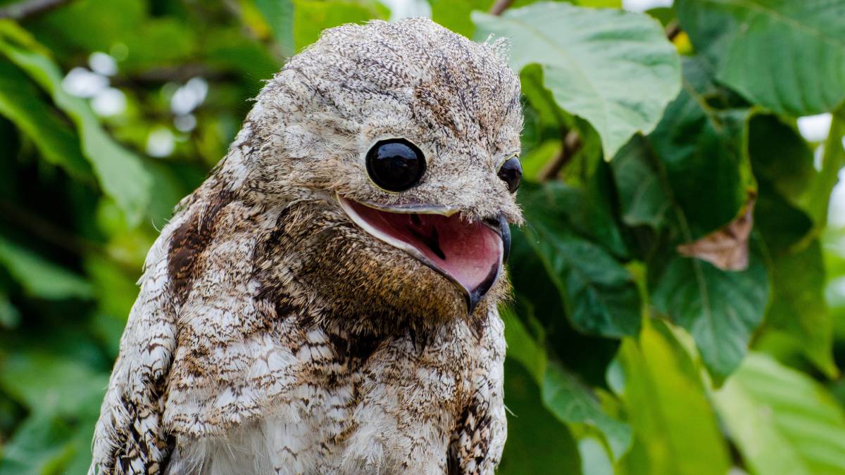 Outro protagonista do folclore nacional é o Urutau, ou Mãe-da-lua. Conhecido como a "ave fantasma", ele possui um canto melancólico que muitos confundem com um lamento humano ou um choro.