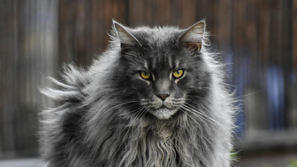 A capacidade cognitiva do Maine Coon é um dos seus traços mais fascinantes. Muito inteligente, ele aprende truques com facilidade e possui uma habilidade motora impressionante. - Foto: Pexels