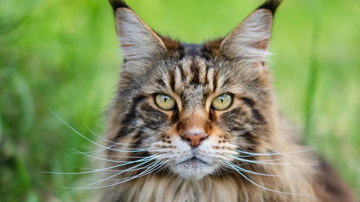 O Maine Coon, originário dos Estados Unidos, vem conquistando o coração dos paulistanos e se tornando o verdadeiro desejo de consumo no universo dos pets de luxo e lifestyle. Foto: Pexels