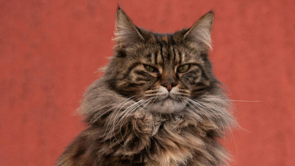 Esse gigante gentil esconde peculiaridades que vão muito além do seu tamanho impressionante. Foto: Pexels