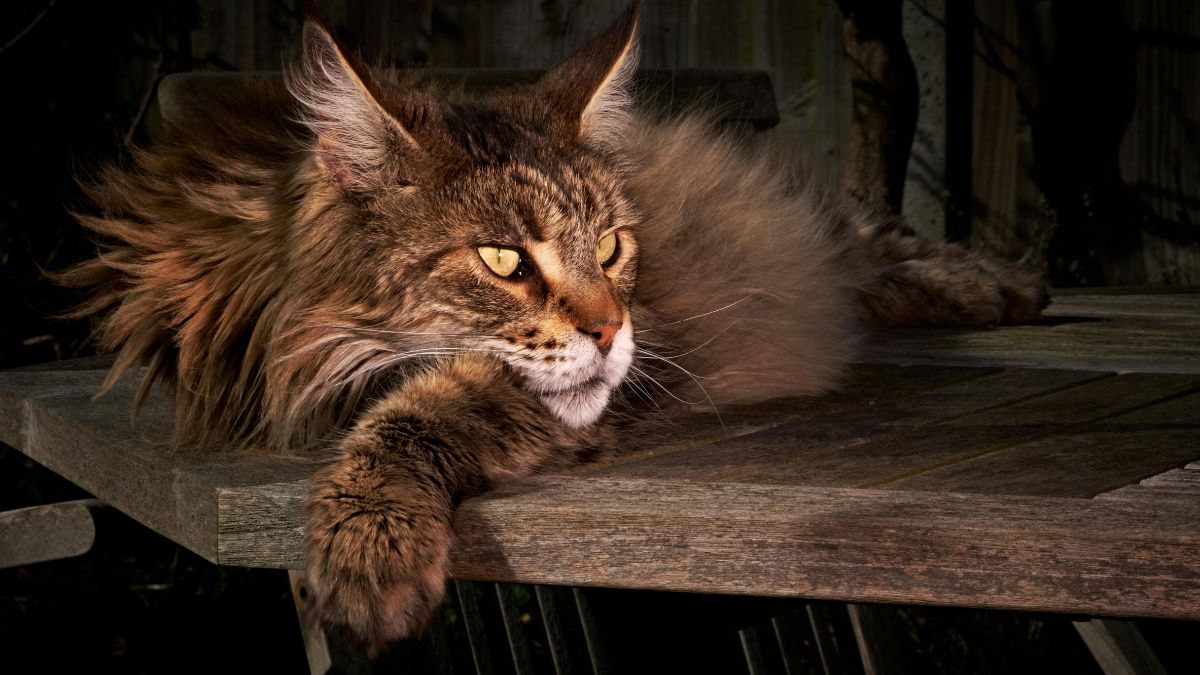 Aventureiro, o Maine Coon é um grande fã de passeios ao ar livre. Foto: Pexels