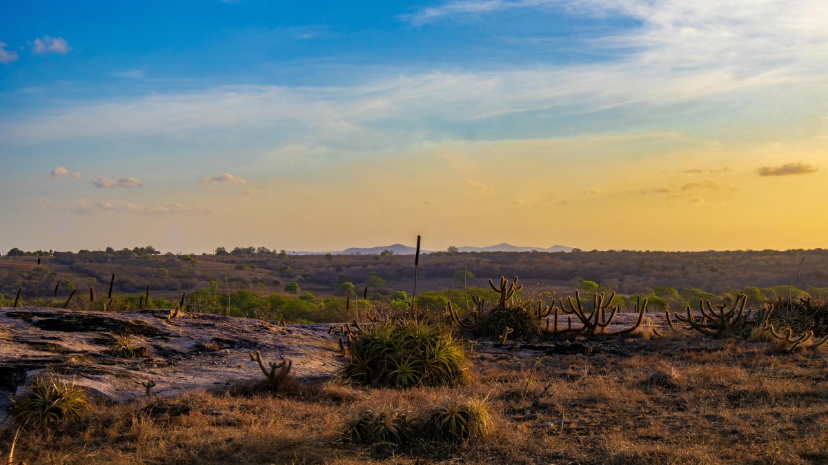 Muitas vezes retratada de forma árida pela mídia tradicional, a Caatinga é, na verdade, um dos biomas mais ricos e surpreendentes do planeta. Ela detém o título de único bioma 100% brasileiro, o que significa que sua fauna e sua flora não existem em nenhum outro lugar do mundo. (Pexels)