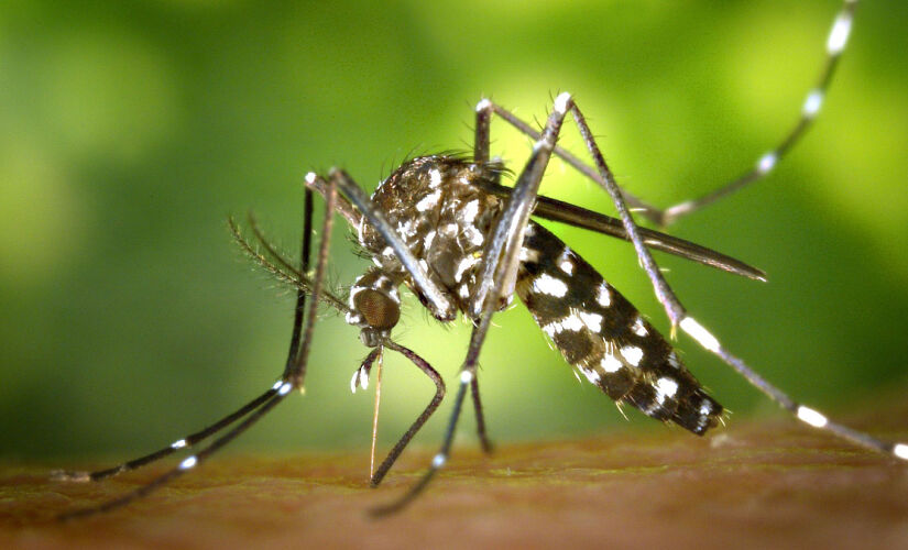 O uso de repelentes é uma das formas mais eficazes de prevenir doenças como dengue e zika. Foto: Divulgação/Banco de imagens