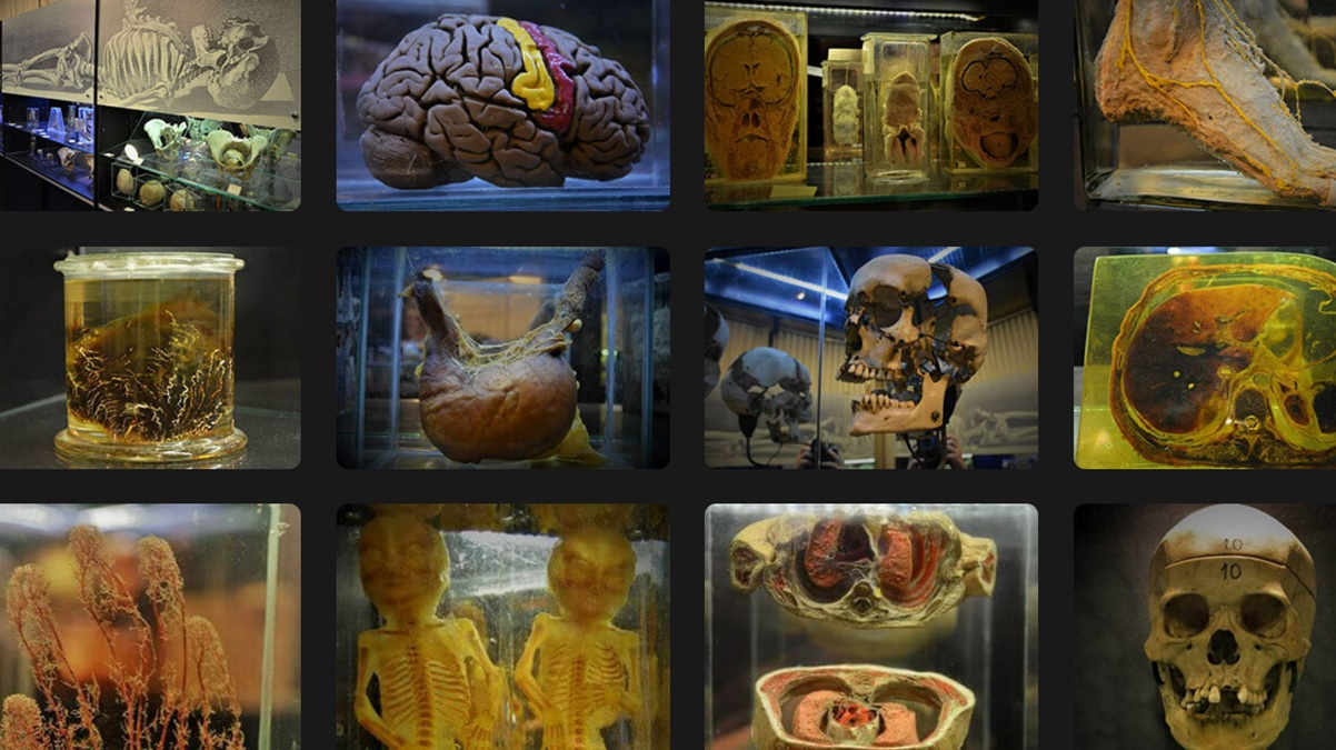Museu na USP revela detalhes sobre a anatomia humana
