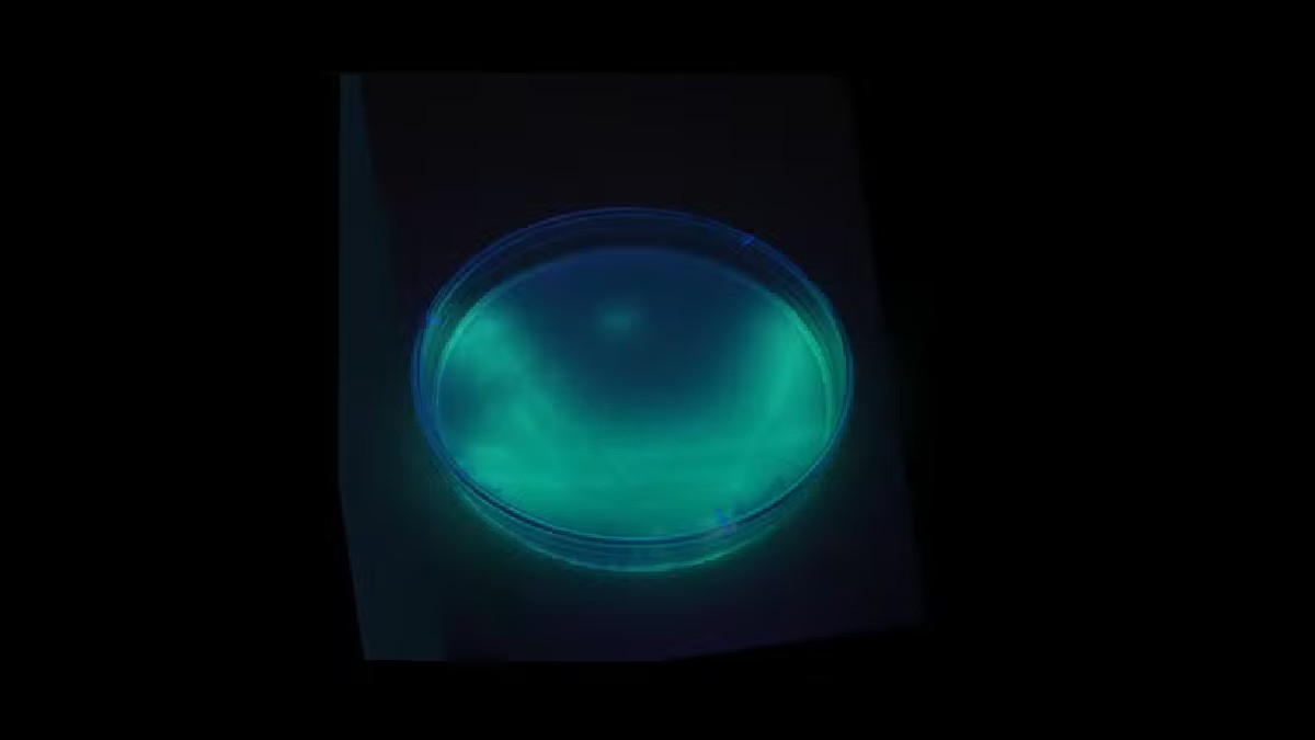 Caso remete a uma ocorrência registrada em novembro de 2025, quando a fabricante identificou a presença da bactéria Pseudomonas aeruginosa em lotes de lava-roupas líquidos. Foto: Divulgação/BiotechMichael