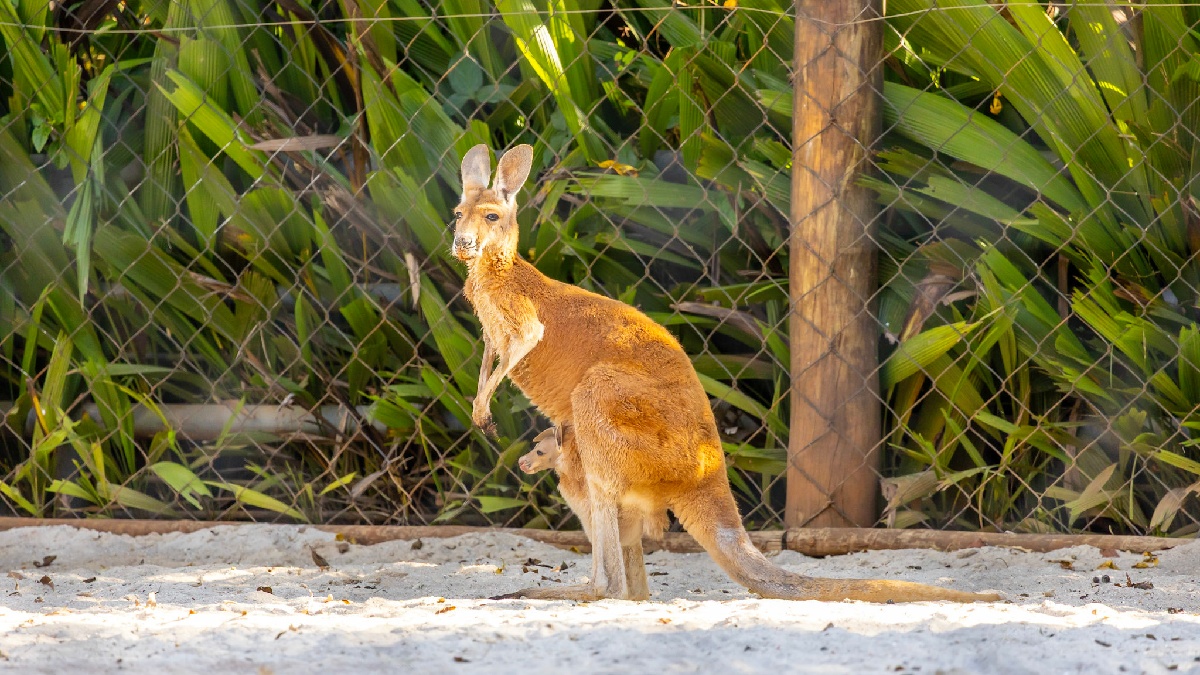 Os cangurus-vermelhos chegaram ao Zoo São Paulo em março deste ano como parte das ações de educação ambiental do parque. Fotos: Repordução/Zoo, Botânico e Simba São Paulo