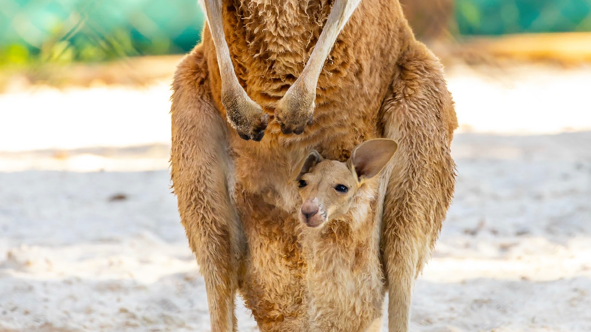 Um filhote de canguru-vermelho já foi visto colocando a cabeça para fora da bolsa marsupial da mãe.